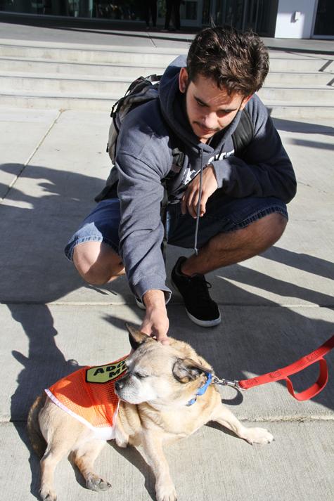 Theater major Joel Burnitzki pets Toby, a pug mix, Oct. 2 when the Sacramento Society for the Prevention of Cruelty to Animals (SPCA) visited ARC to promote National Club Day. Students who donate a pound of pet food will be entered into a raffle to win free textbooks for the upcoming spring semester.