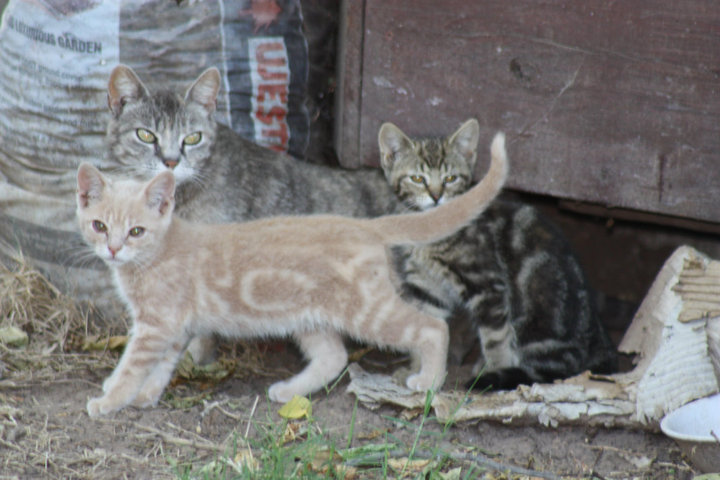 Committee cares for campus cats