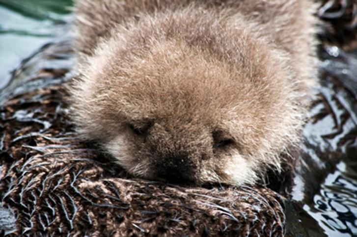 A pup lies resting in sea grass at the Elkhorn Slough while its mother forages for food.