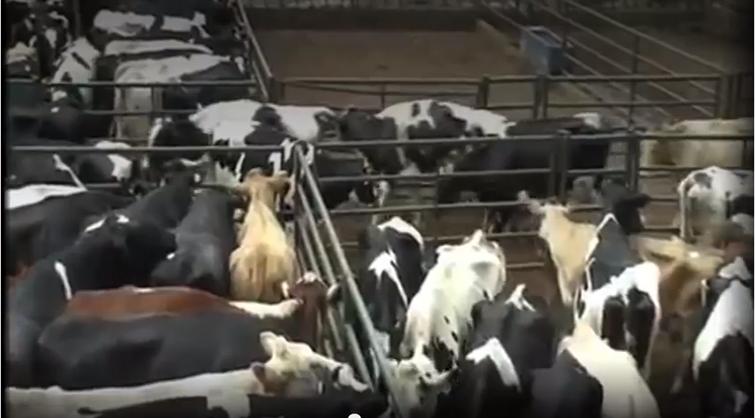 Farm Animal Rights Movement fostered feedback through a graphic video