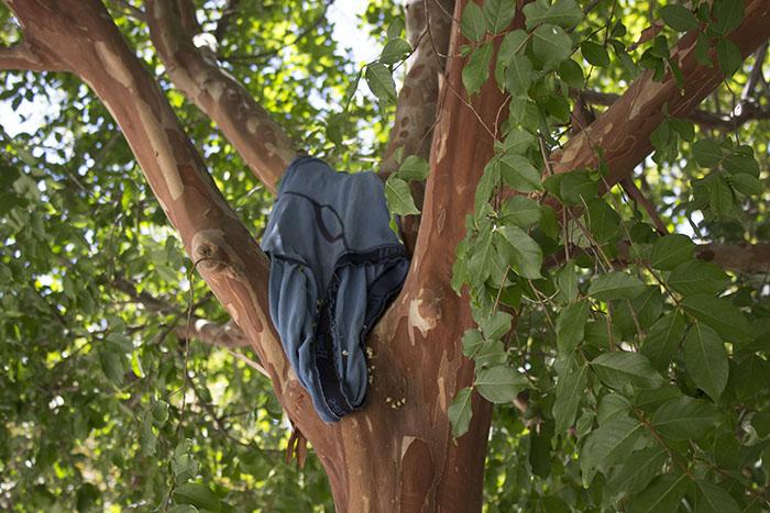 Photo of the Day: A pair of mens underwear was seen hanging from a tree branch beside the Liberal Arts building on Aug. 25.

(Photo by Matthew Peirson)