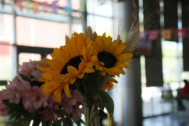 Sunflowers were among the plants for sale during the horticultures floral sale on Oct. 15, 2015. Prices ranged from $2 to $19. (photo by Kevin Sheridan)
