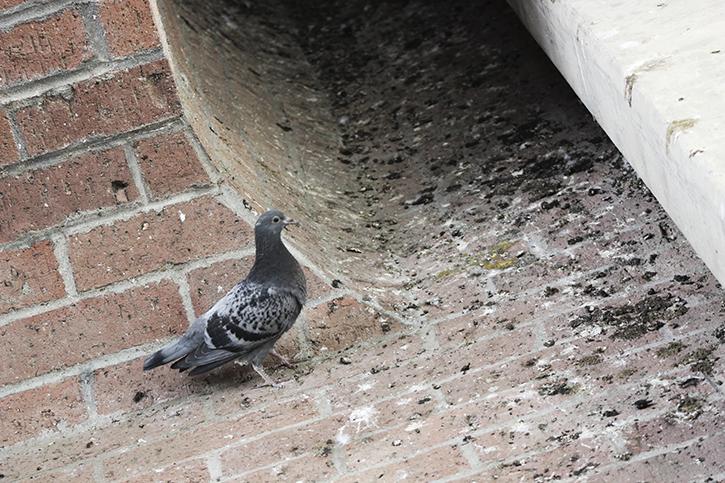 A bird sits on the west end of the bottom floor of the American River College library atrium on Nov. 17, 2015. Birds have been entering the atrium through holes in the netting, according to librarian David McCusker. (Photo by John Ferrannini)