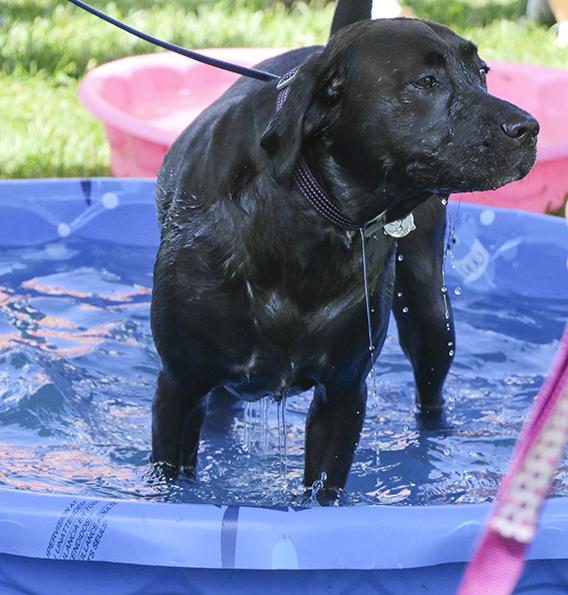 A Black Labrador Retriever named Boss took a dip in the pools by the Hydration Station at Pet-a-Palooza on March 23, 2016.  Dogs of all different breeds came to Pet-A-Palooza at Rusch Park in Citrus Heights, California. (Photo by Bailey Carpenter)