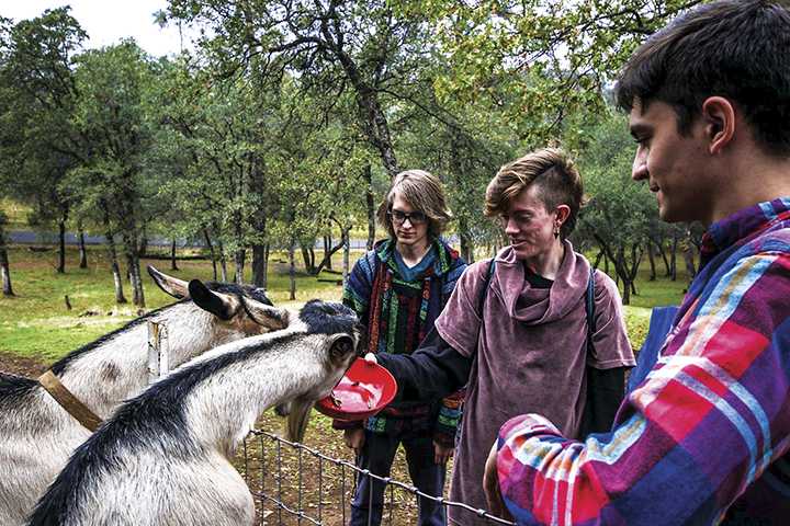 Justin Carter (left), Bryce Mondul (center), and Georgio Klironomos feed some of the goats on Klironomos' ranch in Placervile, California on Oct. 27, 2016. (Photo by Luis Gael Jimenez)