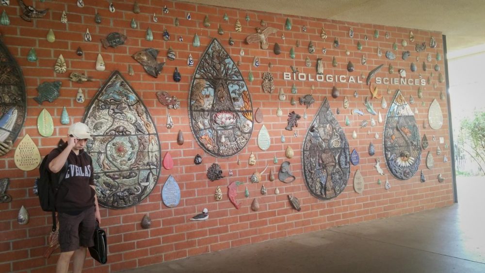 A student stands next to a ceramic mosaic wall in the biological sciences hallway at American River College in Sacramento, California on Sept. 12, 2017. (Photo by Nathan Bauer)