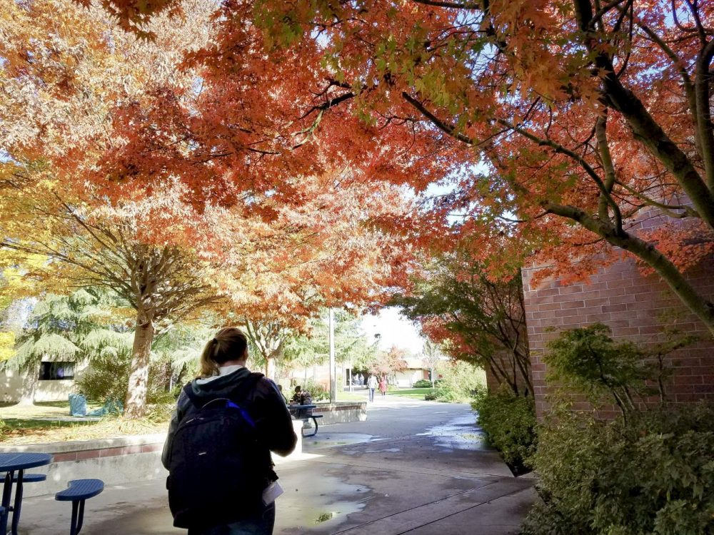 A student walks through a canopy of trees at American River College on Nov. 27, 2017. (photo by Ashley Hayes-Stone)