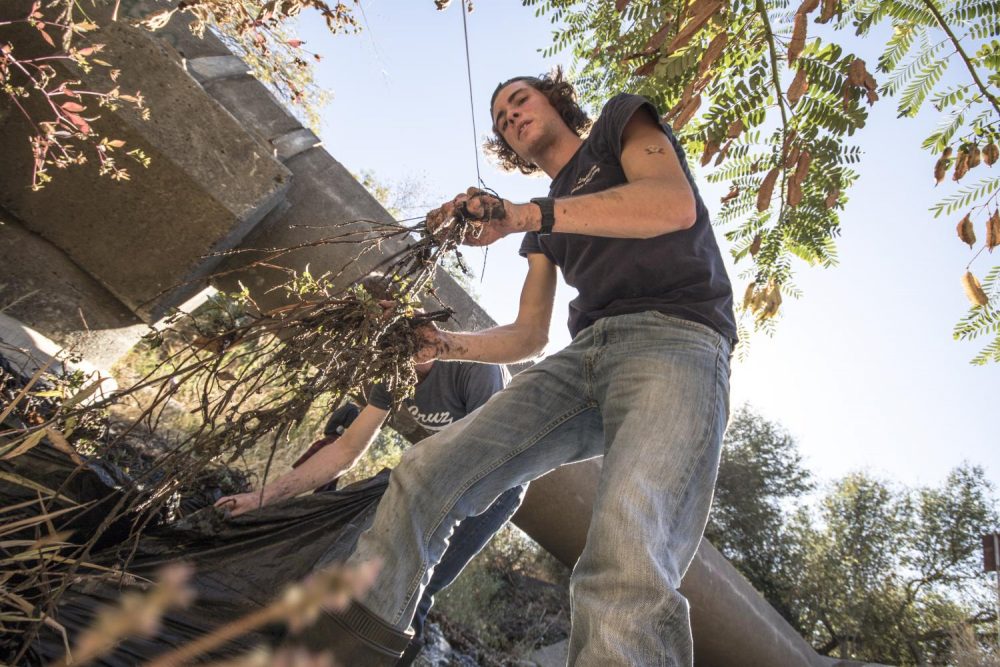 Volunteer+Joe+Shanahan+assists+the+Natural+Resources+Department+clean-up+of+the+Arcade+Creek+on+Oct.+24.+He+is+helping+rid+the+creek+of+invasive+plant+species+that+threaten+native+plants.+%28Photo+by+Brienna+Edwards%29