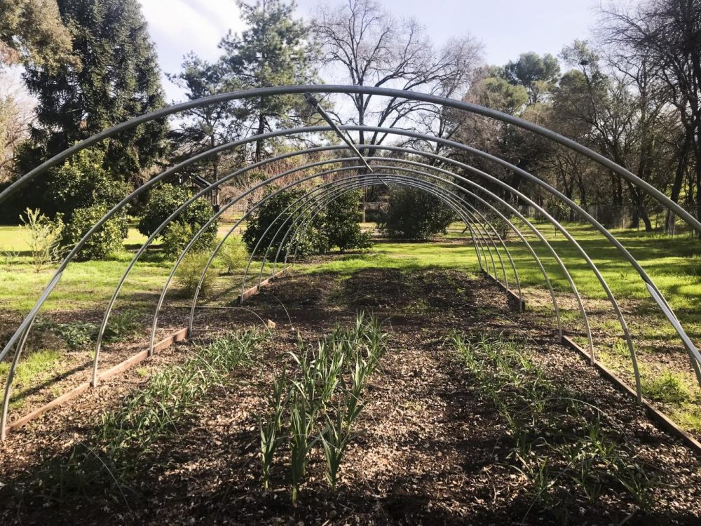 The garden in the horticulture department at American River College on Feb. 14. (Photo by Alexis Warren)