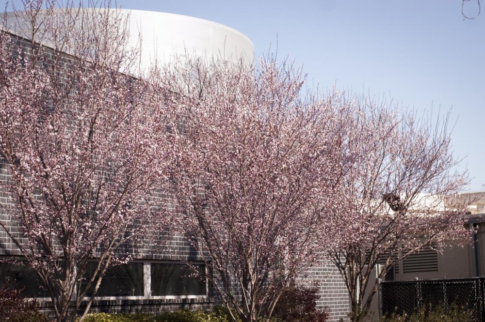 The trees stand near the culinary department on Feb. 22 at American River College. (Photo by Brienna Edwards)