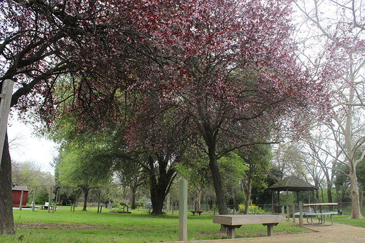 One of the trees located in the horticulture area of American River Colleges main campus blooming with red flowers March 20. (Photo by Michael Pacheco)