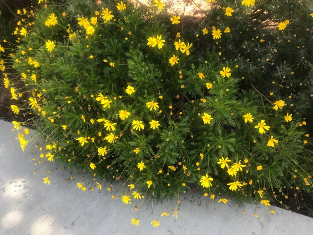 Yellow flowers bloom near the Beaver Bookstore at American River College on April 12, 2018. (photo by Alexis Warren)