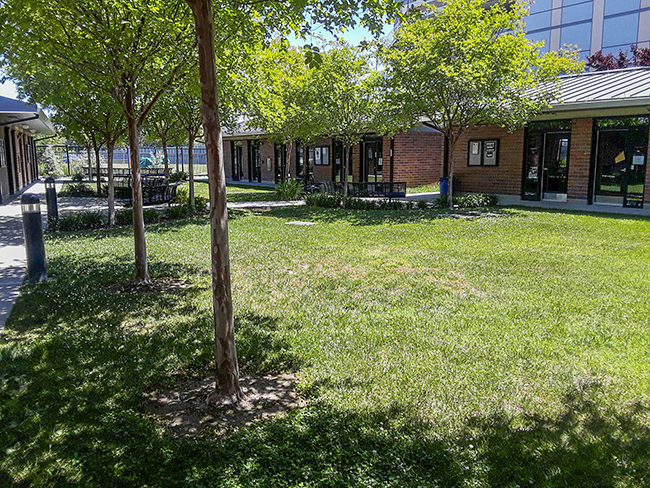 Hidden in a far recess of American RIver Colleges campus, lies a green oasis of serenity for any student looking for a quiet place to study in the week leading up to finals. (Photo by Brienna Edwards)