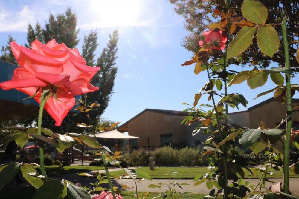 A small rose garden sits in front of two professors’ offices on Oct. 25, 2018. (Photo by Alexis Warren)