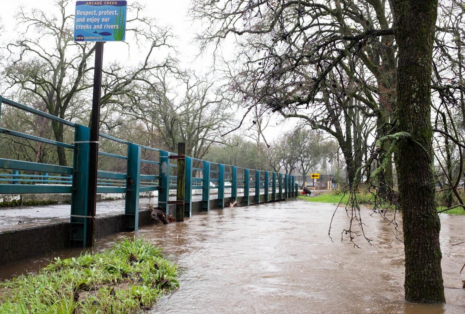 Heavy rains in Sacramento caused the water level of Arcade Creek to rise nearly up to the bridge line at American River College on Feb. 26, 2019. (Photo by Patrick Hyun Wilson)