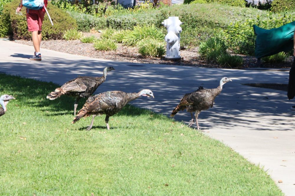 A group of turkeys make their way to the Fine & Applied Arts office at American River College on Sept. 23, 2019. (Photo by Thomas Cathey)