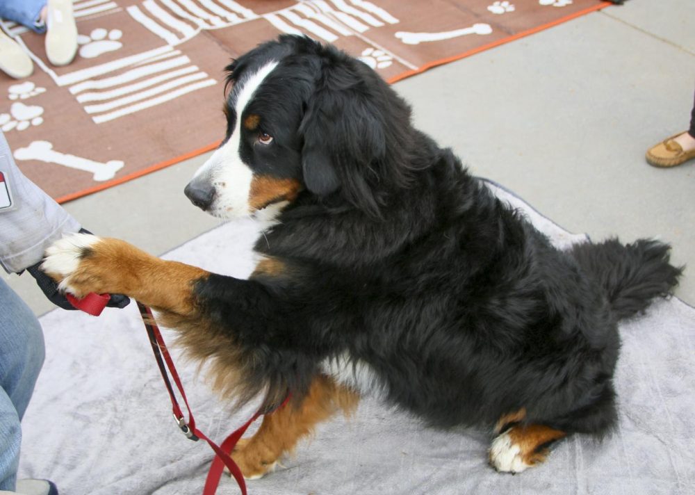 Dogs from Lend a Heart Lend a Hand Animal-Assisted Therapy were at American River College on Dec. 9, 2019. (File Photo)