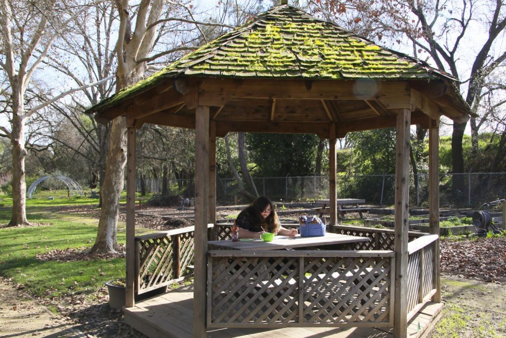 Natural Resources major Angela Davidson draws under the gazebo in the Horticulture Department at American River College on Jan. 27, 2020. (Photo by Joshua Ghiorso)