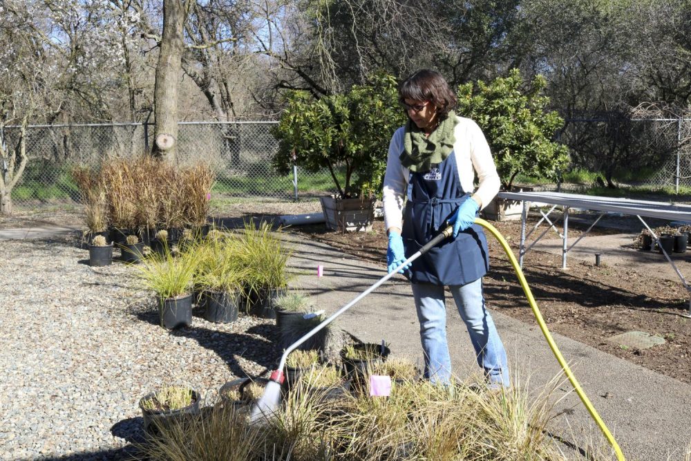 Horticulture major Julie Kuzelka waters plants outside of the Horticulture Department on Feb. 11, 2020. The plants have been root and leaf pruned in preparation for the Annual Spring Plant Sale in April. (Photo by Alex Muegge)