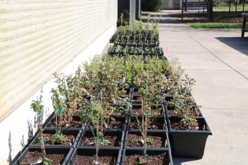 The Horticulture Department at American River College is currently prepping for its campus floral sale in April. Pictured here on March 4, 2020, are some plants that will eventually be featured in the sale. (Photo by Thomas Cathey)
