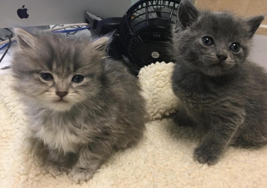 Two kittens that Sacramento Society for the Prevention of Cruelty to Animals (SSPCA) took into their animal shelter that are now up for adoption through their foster care program. SSPCA works to find homes for pets like these, even during the COVID-19 pandemic. (Photo courtesy of SSPCA)