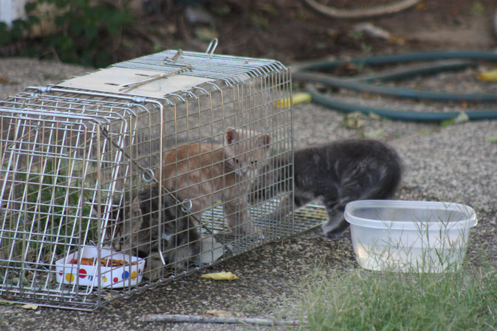 Feral kittens on the ARC campus are humanely trapped using the Trap-Neuter-Release (TNR) method by the Kitty Committee. (Photo courtesy of Becky Watts)