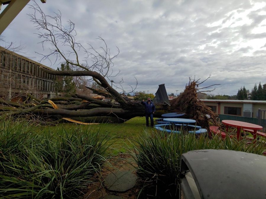 A storm knocked over a 60 year old tree, narrowly avoiding the Ranch House and the Portable Village. Director Cheryl Sears uses her body for scale after inspecting the damage. (Photo Courtesy of Cheryl Sears) 