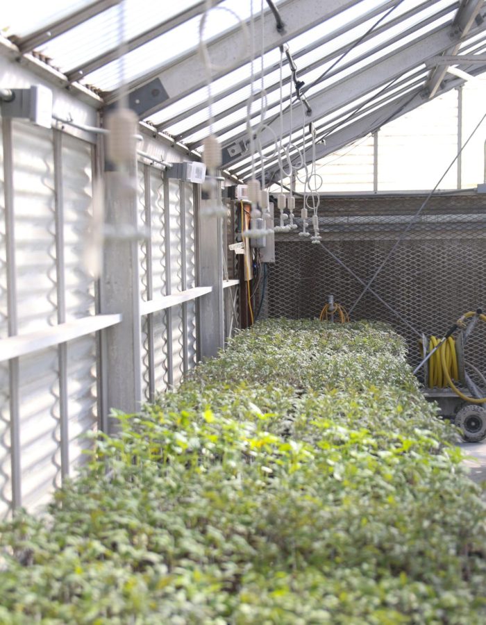 Fresh tomatoes will be grown in Greenhouse 2 at the horticulture department of American River College. (Photo by Jeralynn Querubin)