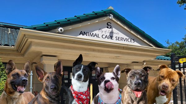 Front Street Animal Shelter highlights its many volunteer opportunities inside and outside of the shelter. (Photo illustration by Jasmine Pace)